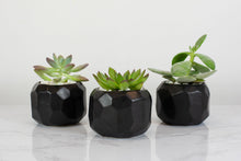 Load image into Gallery viewer, Mini Succulents
