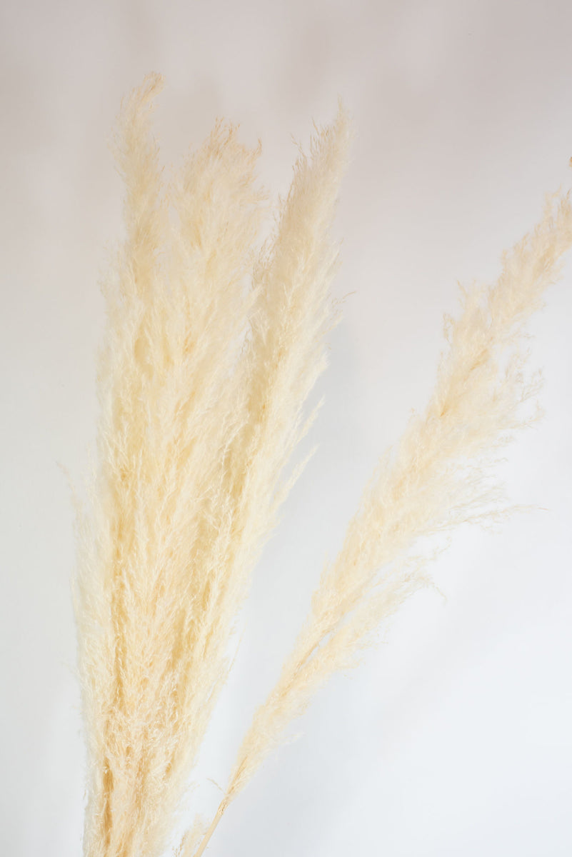 White Pampas Grass – sun.e.blooms